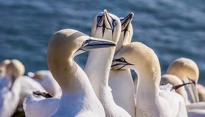 如东伴游，定制QQ：3494206190微信：act1322